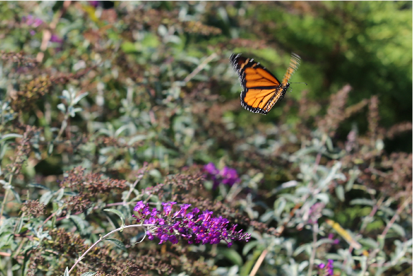 Monarch-butterfly-wichita-kansas