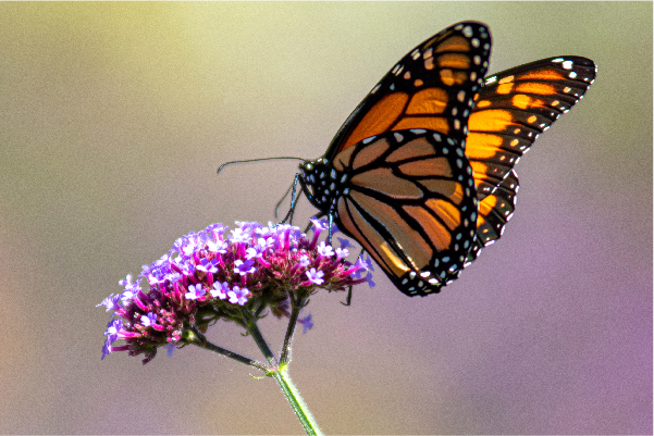 Monarch-butterfly-wisconsin