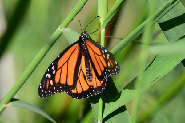 Monarch-butterfly-michigan