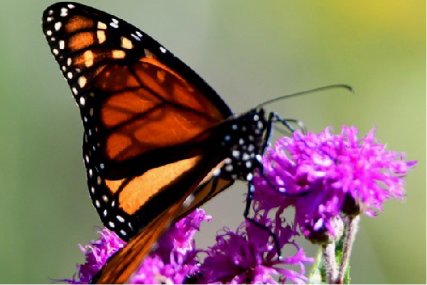 Monarch-butterfly-michigan